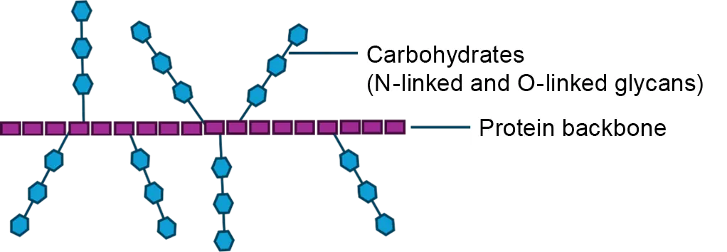 Modell der Glykoproteinstruktur von Mucinen Modell der Glykoproteinstruktur von Mucinen