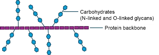 Model of the glycoprotein structure of mucins Model of the glycoprotein structure of mucins